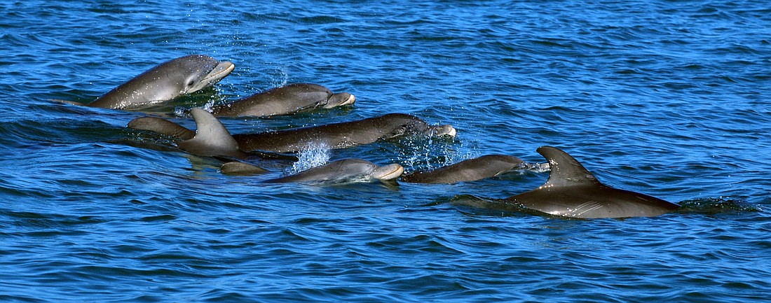 (Photo courtesy of the Chicago Zoological Society&#39;s Sarasota Dolphin Research Program, taken under the National Marine Fisheries Service Scientific Research Permit #20455)