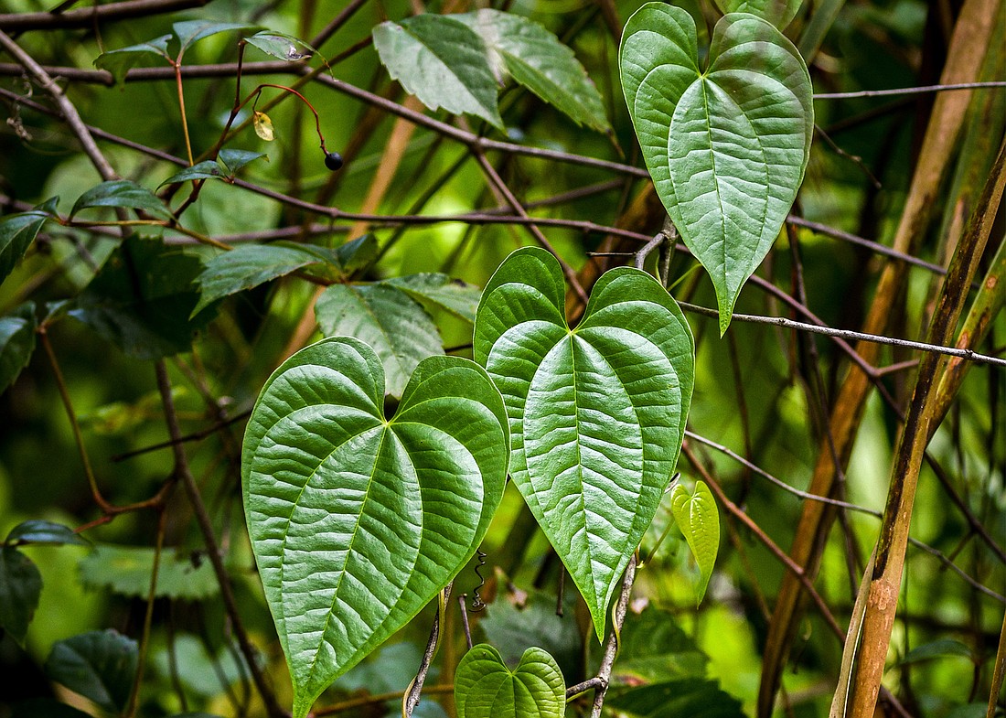 Easily recognized by its heart-shaped leaves, the highly invasive air potato vine displaces native species and disrupts important ecological functions. (Photo by Miri Hardy)