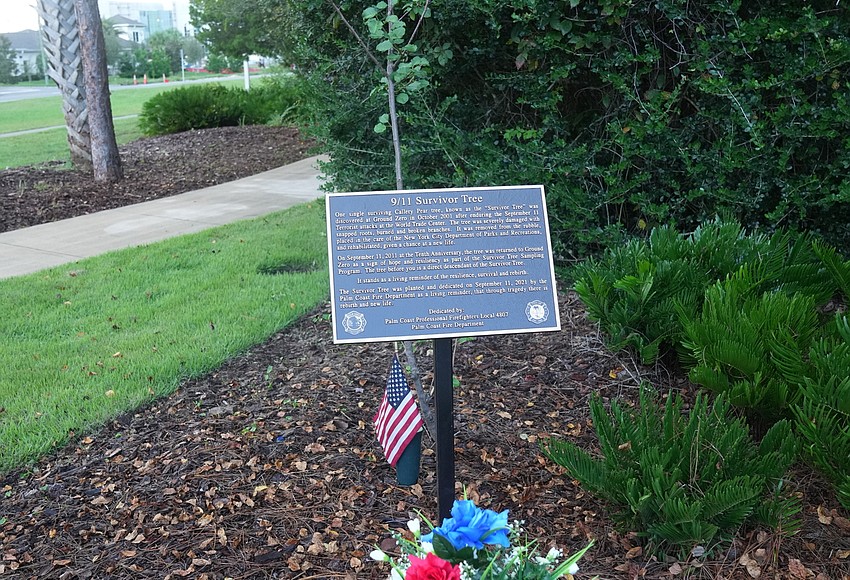 Survivor Tree at 9/11 Memorial