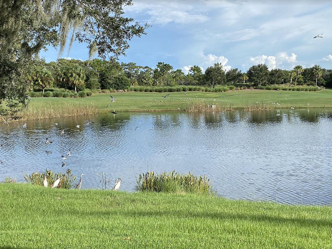 Birds feast after a fish kill-off in the backyard of Lakewood Ranch&#39;s Mark Engel. (Photo by Ian Swaby)