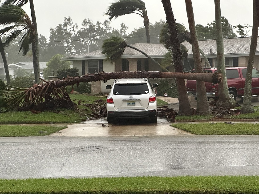 A palm tree was seen fallen onto a car at 7:20 p.m. Wednesday in Gulf Gate. (Photo courtesy of Reddit user u/bjbyrne)