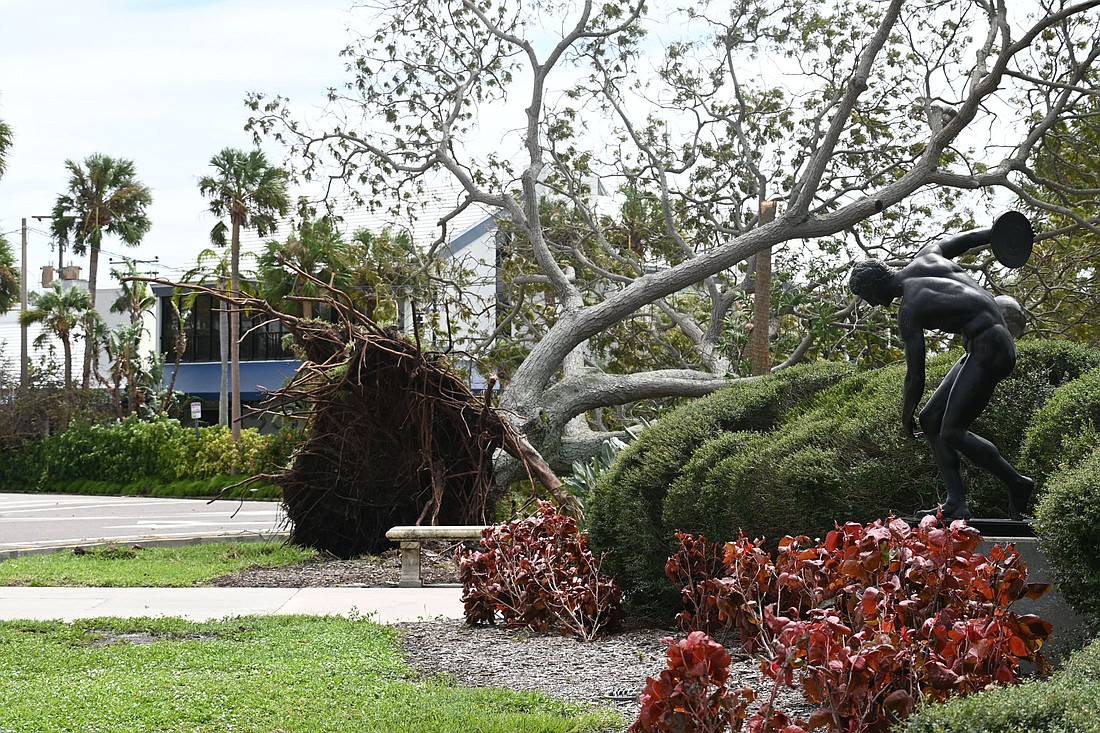 A large tree was uprooted in St Armands Circle during Hurricane Ian but many of the businesses emerged unscathed. (Photo by Spencer Fordin)