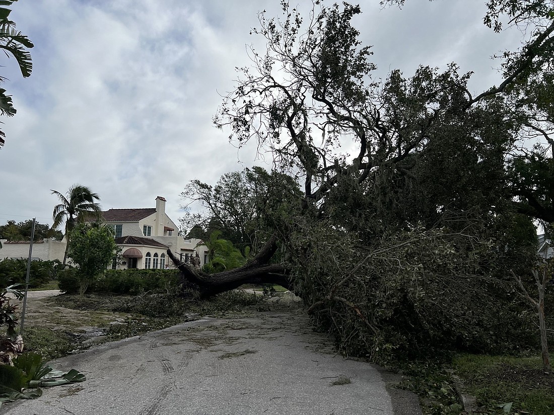 An oak tree blocks Grove Street in Sarasota in the wake of Hurricane Ian. The woman who lives there said she didn&#39;t even hear it fall. (Photo by Kat Hughes)