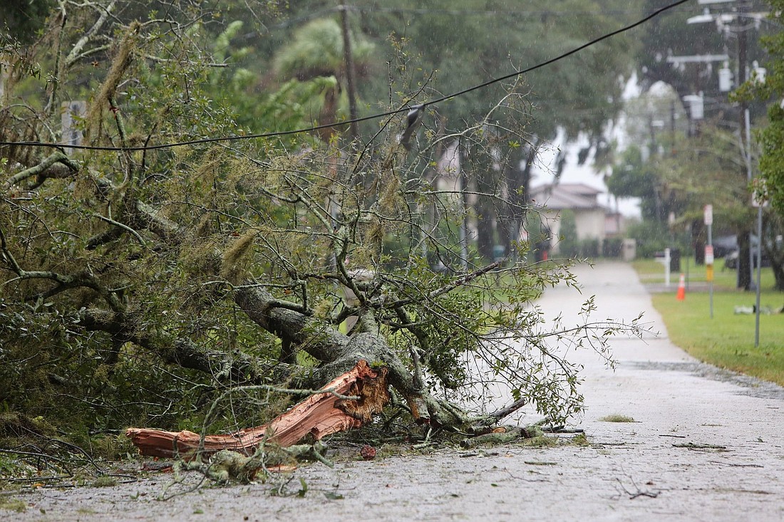 The city posted this photo of a downed tree from Hurricane Ian on its Flickr page.