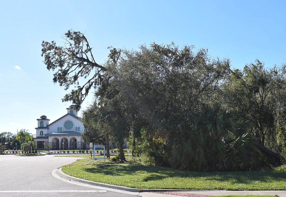 The tall tree that hosted bald eagles in the front of Our Lady of the Angels Catholic Church fell as Hurricane Ian passed through Lakewood Ranch.