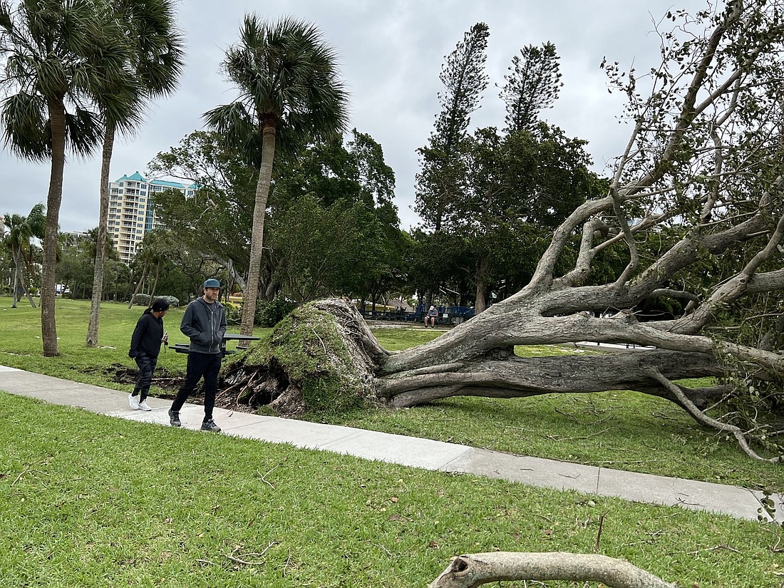 Bayfront Park visitors walk past an uprooted tree on Sept. 29. (Photo by Kat Hughes(