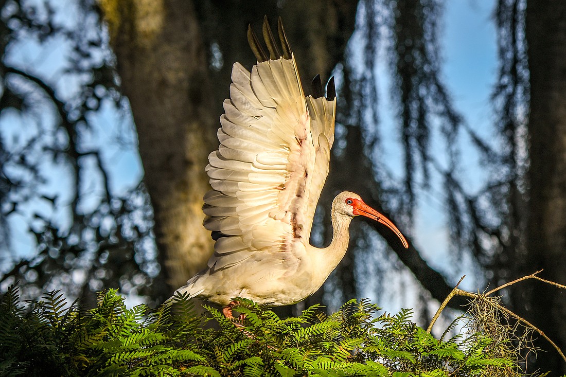 According to native American folklore, white ibis are last to shelter before storms, and first to emerge afterwards, thus symbolizing both danger and optimism.Â Â   (Miri Hardy)