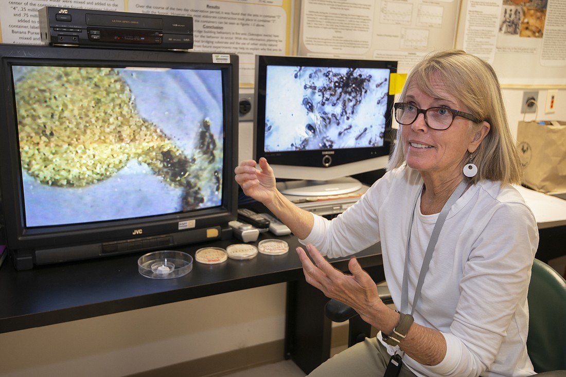Professor Deby Cassill speaks about her career and biology research in her lab at USF St. Petersburg. (Courtesy photo)