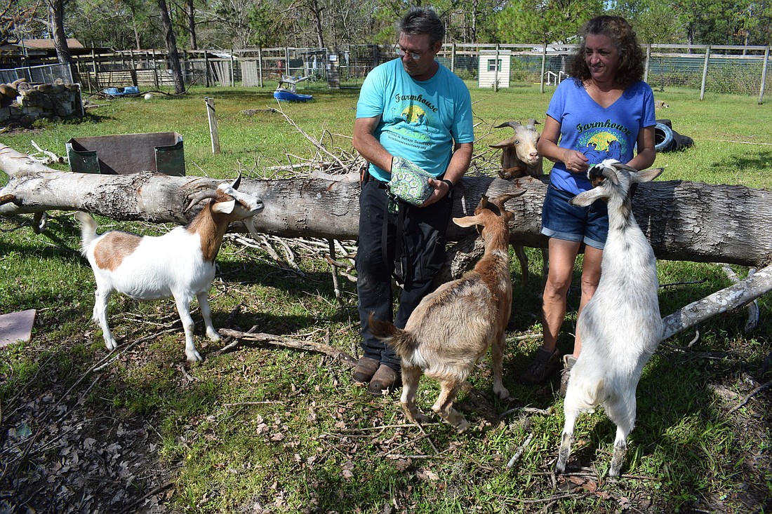 Dave and Lisa Burns give their goats treats during a break from cleaning up the grounds. Photo by Jay Heater