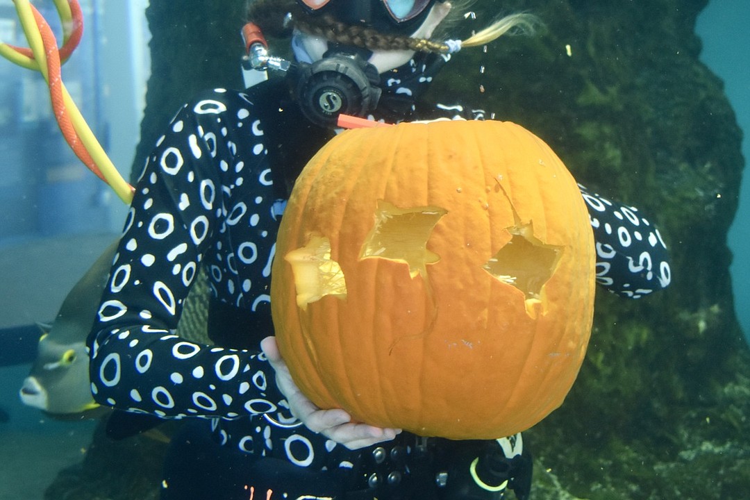 Scuba divers carve pumpkins in Mote shark tank | Your Observer