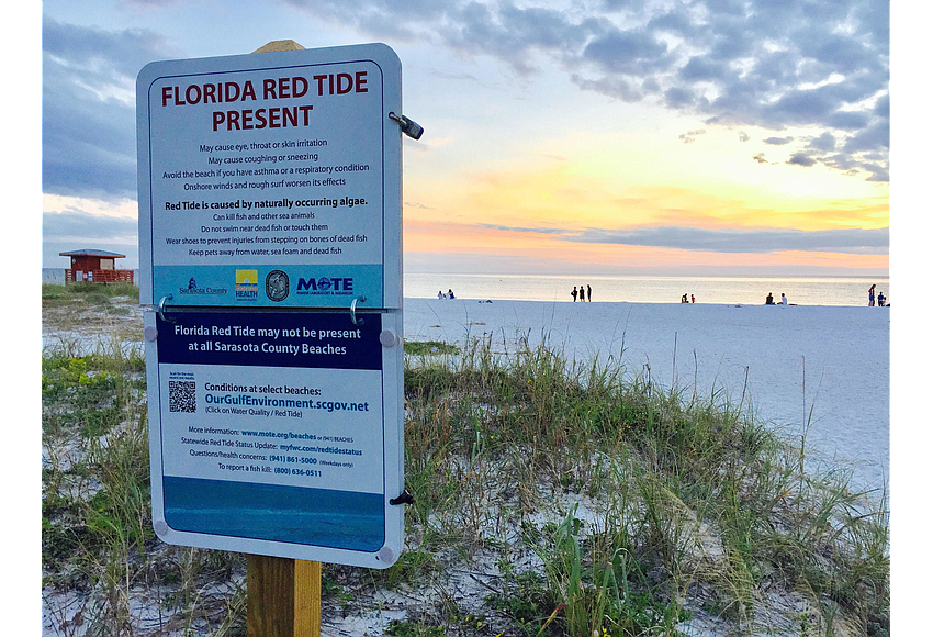 Red tide returns to southern Sarasota beaches Your Observer