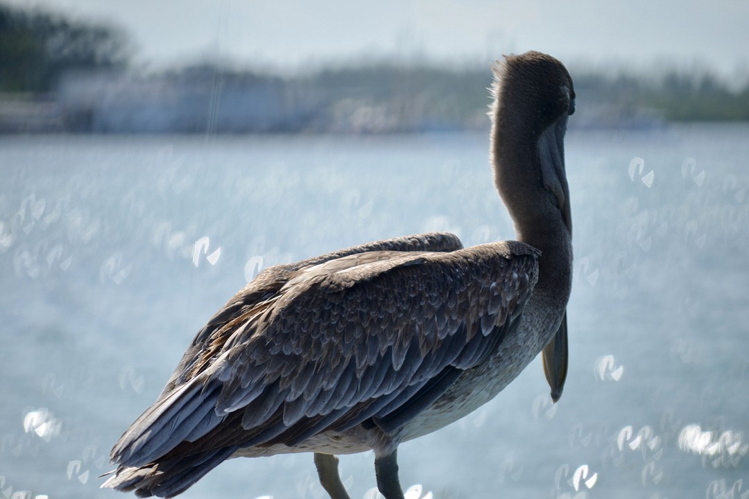 Estuary Program takes on comprehensive review of Sarasota Bay health