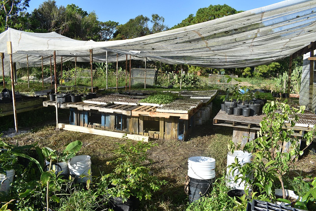 A makeshift nursery uses poles that were formerly part of the ceiling as supports at Jessica&#39;s Organic Farm. (Photo by Ian Swaby)