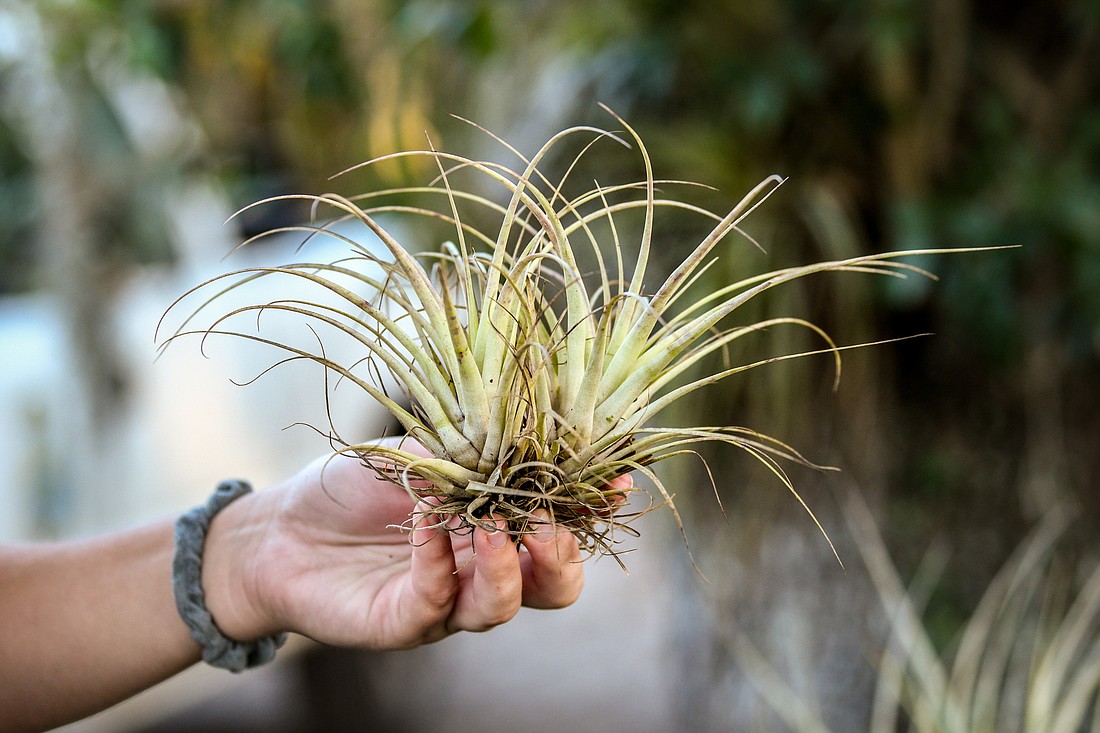 Imperiled epiphytes, such as these young giant air plants, are being collected from damaged trees at Myakka River State Park and will be reattached to new host trees. (Photo by Miri Hardy)