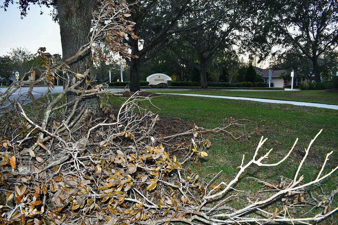 Tree branches await pickup along Greenbrook Boulevard on Nov. 17.