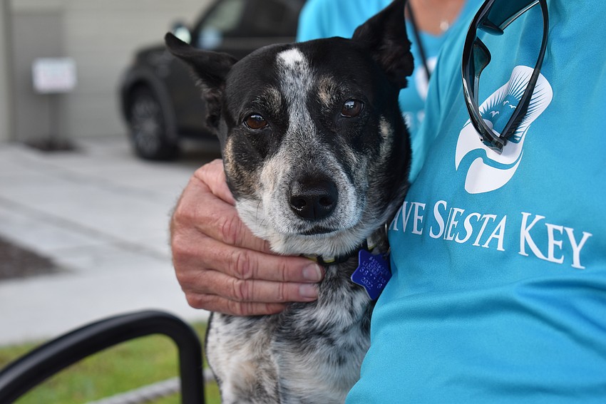 Mojo Stanford rides with Save Siesta Key float.