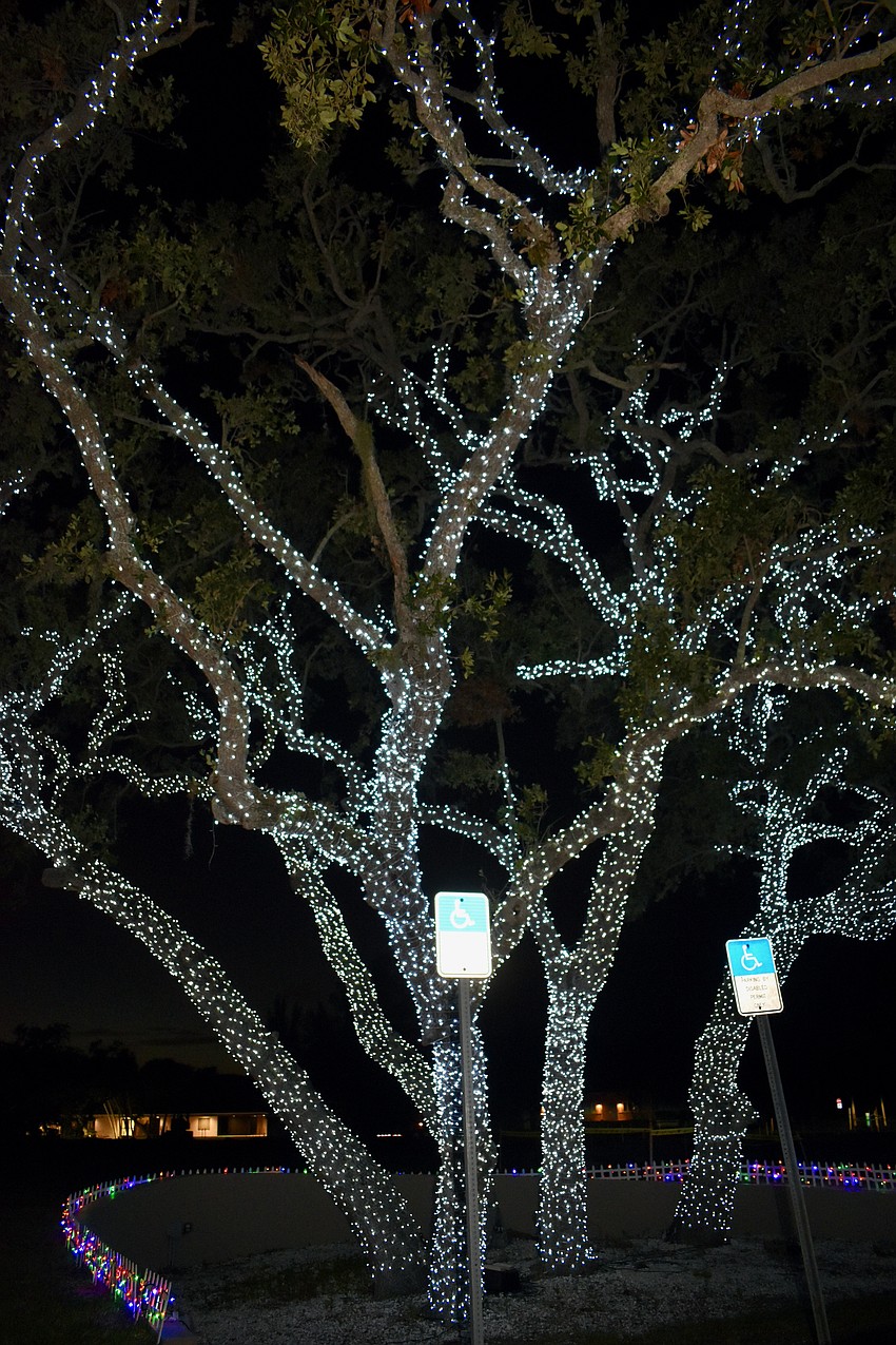 Each year, the lights get a little taller with the oak tree.
