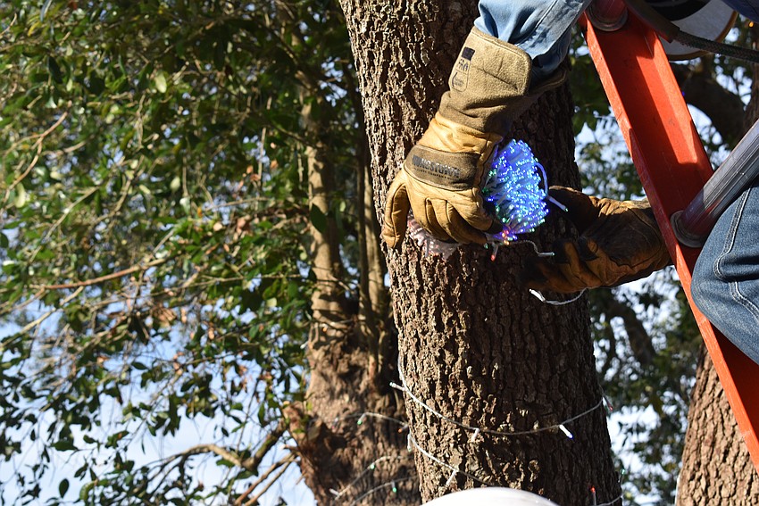 Adam Mohr gets on a ladder to finish wrapping the front yard tree with holiday lights.