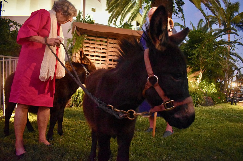 Jeri Nelson and a donkey. Petting zoo animals are part of the live nativity on St. Armands Circle.