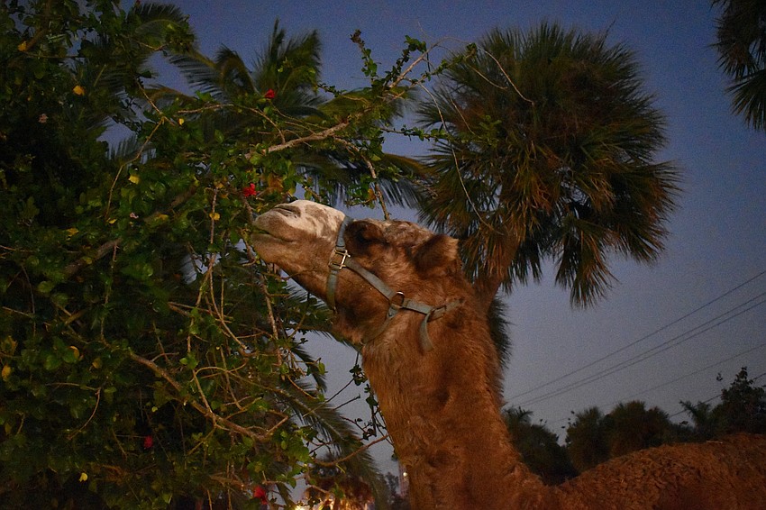 A camel snacks on one of the church's trees.