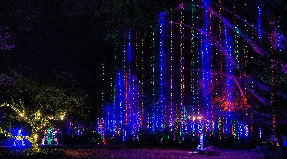 More than 2 million lights line the trees at Selby Gardens for Lights in Bloom, and it takes nearly 2,000 hours to hang them all.