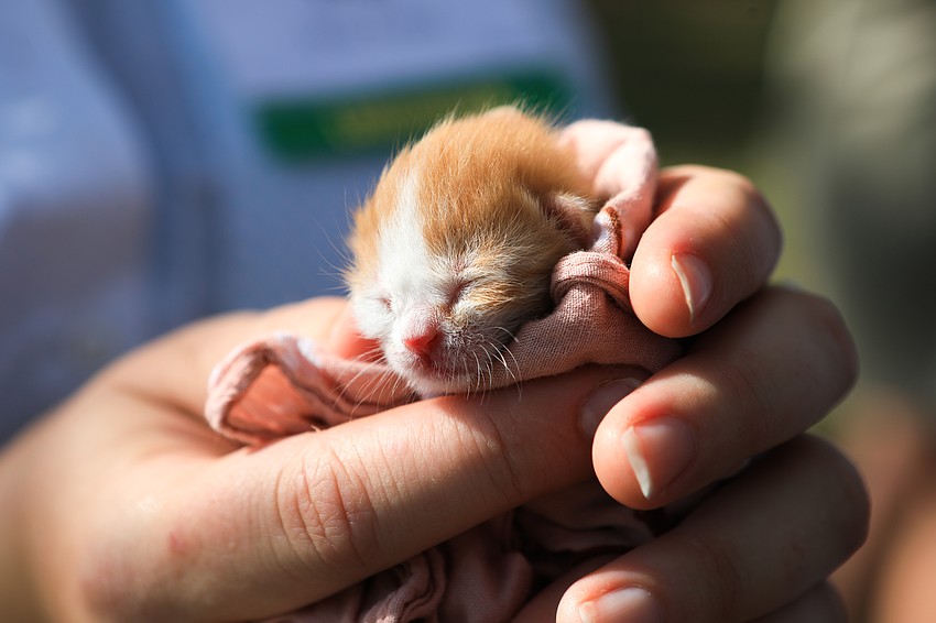 A small kitten was cared for at the event.