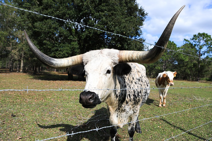 Guests fed some of the nearby animals.