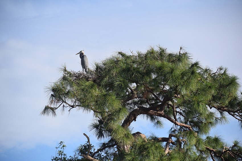 A great blue heron looks over the world from a nest on Bird Island.