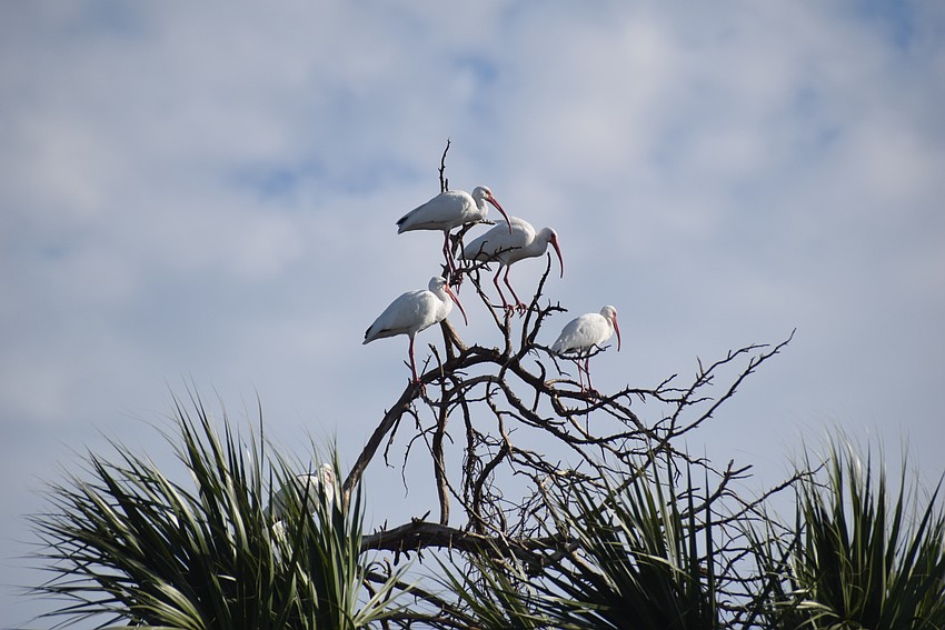 White ibis are a common but pretty sight on Bird Island.
