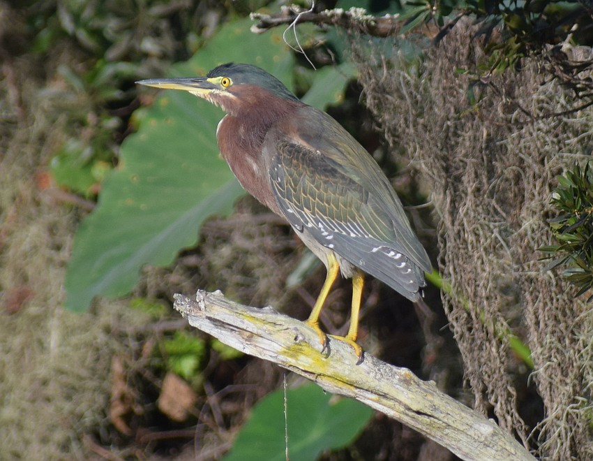 Count yourself lucky if you see a green heron on the trip, as was visible on this one.