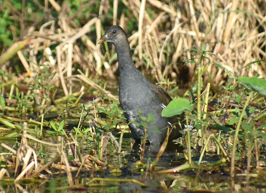 An adolescent common gallinule is one of the many sights during the Eco-Boat Tour that leaves from Jiggs Landing.