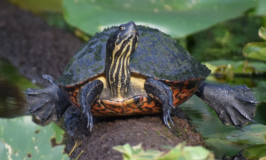 Denise Kleiner says the Florida cooter makes up about 80% of the alligators' diet in the Braden River.