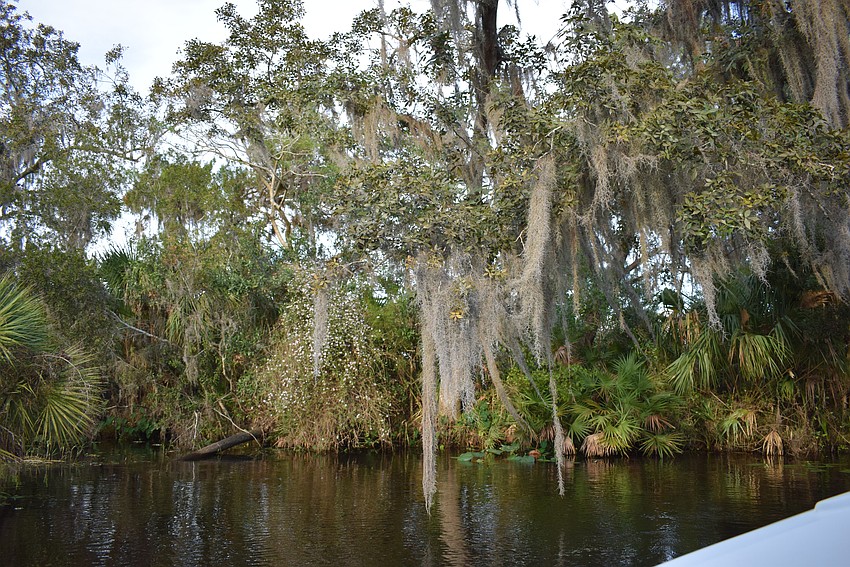 Denise Kleiner says Spanish moss is mostly bug free until it hits the ground.