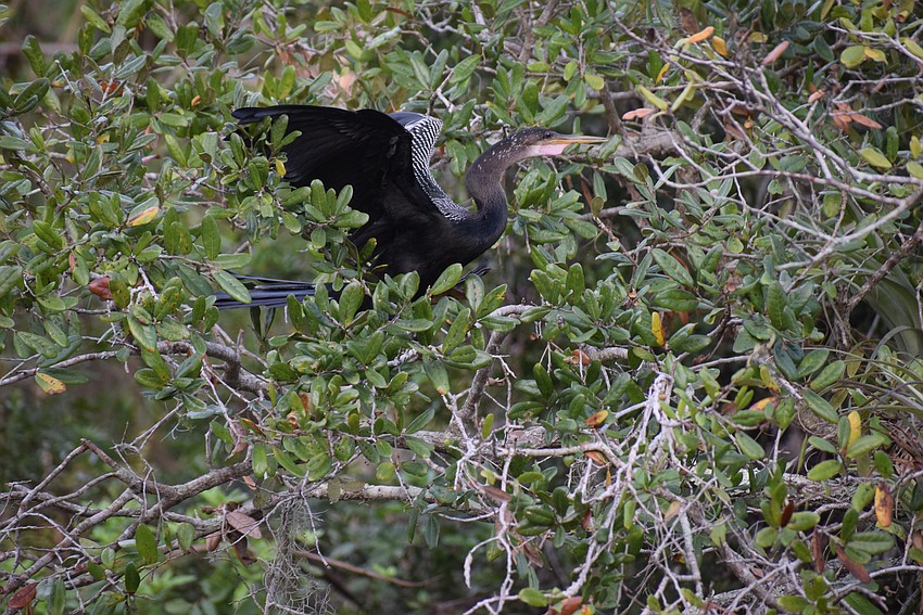 a male anhinga, known as a snake bird, takes flight.