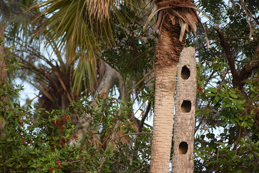 Red Bellied and Pileated woodpeckers leave a wholesome effect.