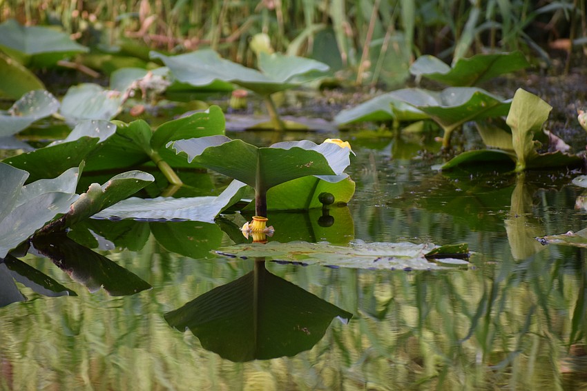 Lily pads offer their own brand of beauty along the river.
