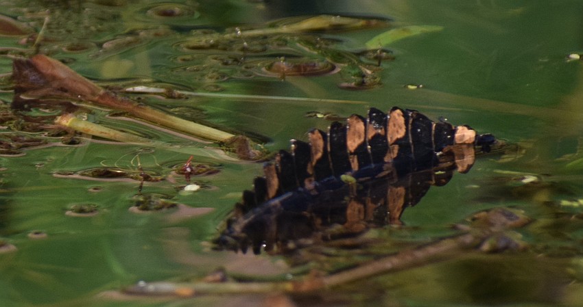 The tail of a baby alligator that born in June or July on the Braden River.