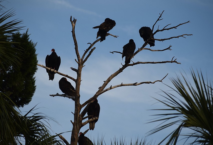 Black vultures are an intimidating sight on Bird Island.