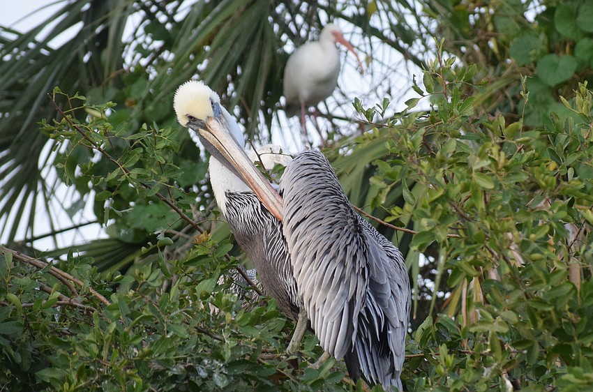 While this adult brown pelican is a seabird, Denise Kleiner says they come to Evers Reservoir and Jiggs Landing during times of red tide.