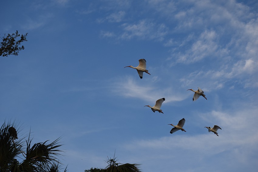 White Ibis fly toward Bird Island on the Braden River.