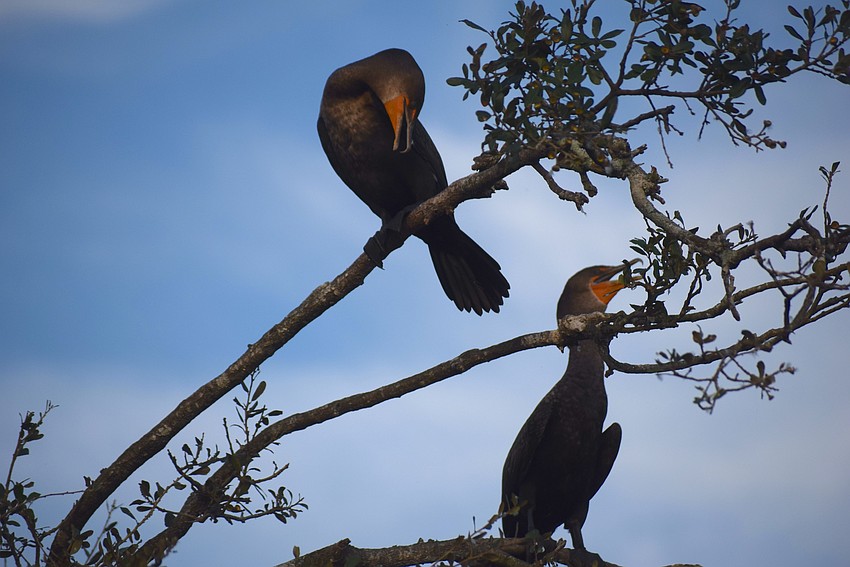 Cormorants are a regular feature of the river tour.