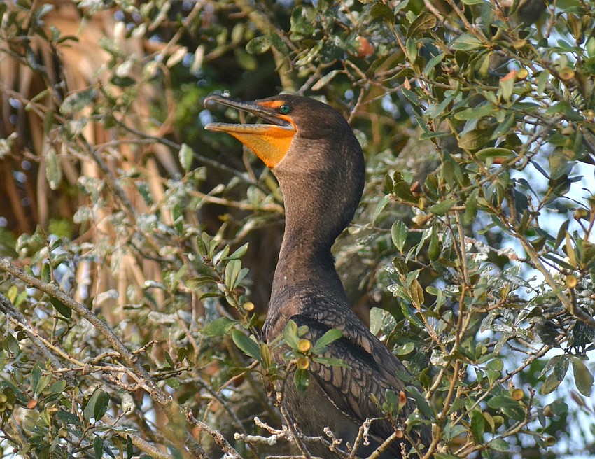 A male cormorant enjoys a snack.