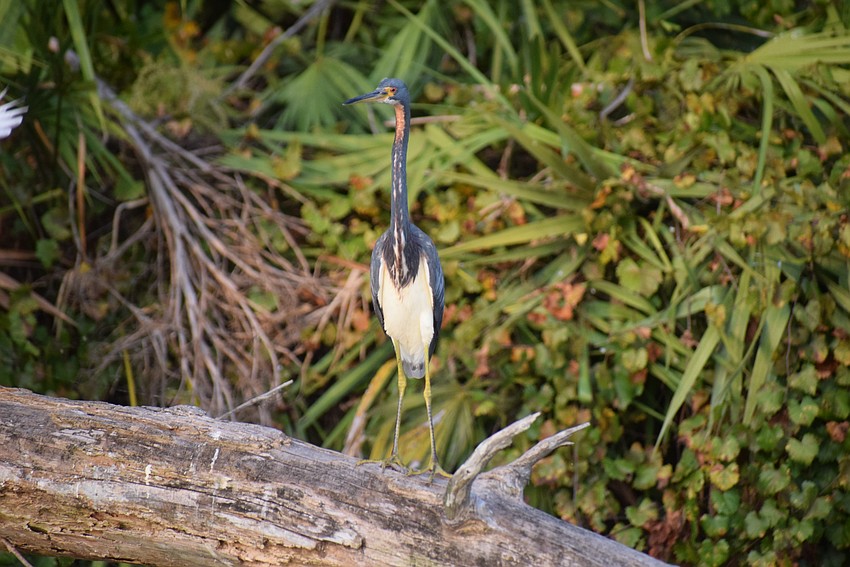 A tri-colored heron rests along the Braden River.