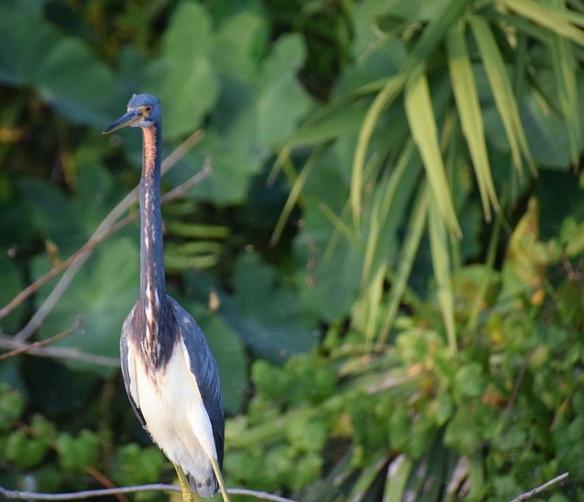 A tri-colored heron would need a very wide scarf.