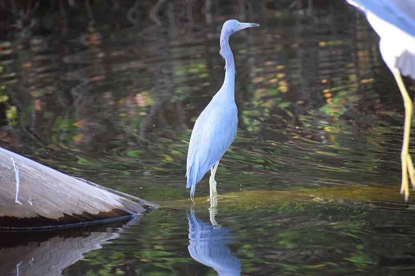 A little blue heron awaits dinner.