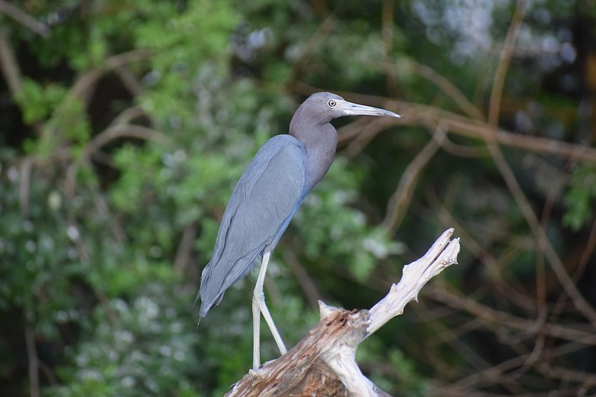 A little blue heron keeps watch for dinner along the Braden River.