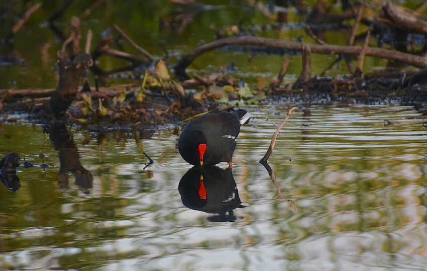 A gallinule doesn't need a mirror when wading in the Braden River.