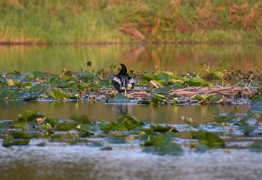 A male anhinga basks in the beauty of the Braden River.