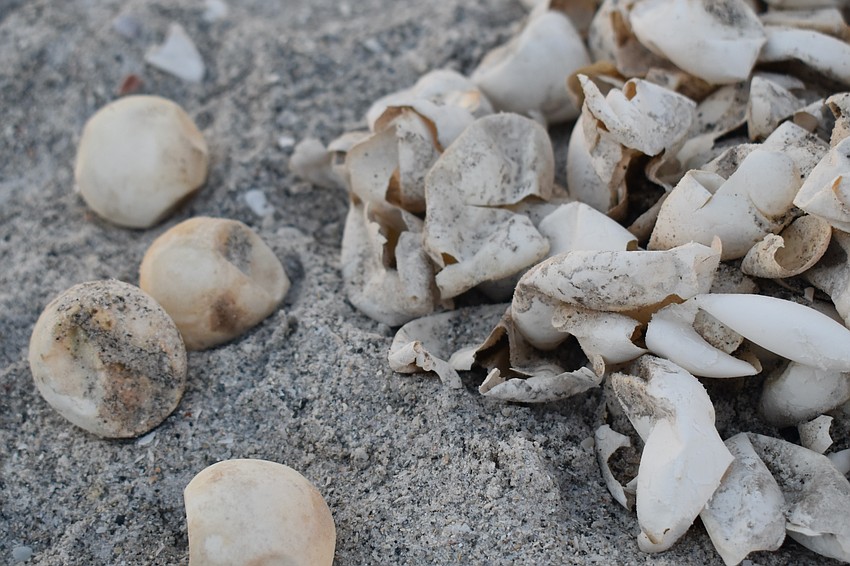 Four unhatched turtle eggs and a pile of shells from an excavated nest on Longboat Key.