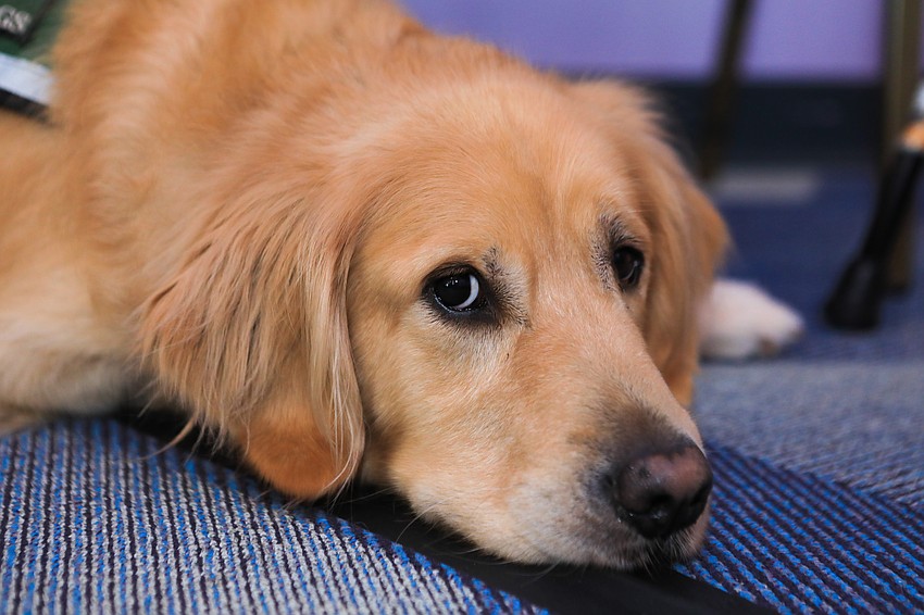 Arby the dog rests before taking the runway.